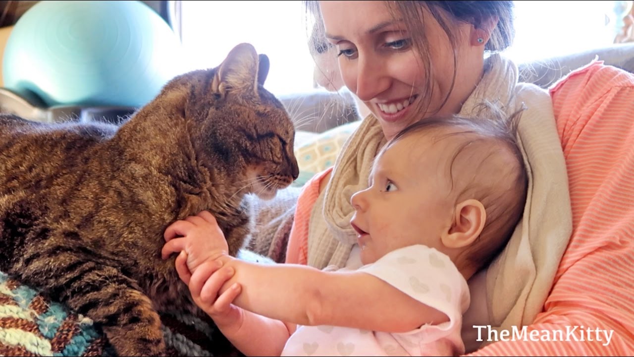 Baby's First Time Petting Kitties