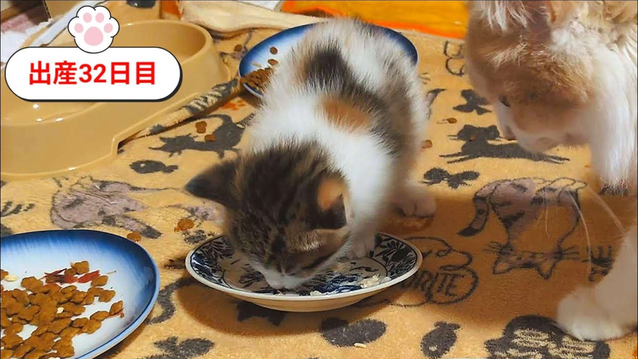 [生後32日目]初めてウェットを食べました❤️