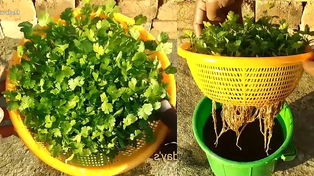 Как вырастить кориандр без почвы, только в воде: узнайте всего за 3 минуты.