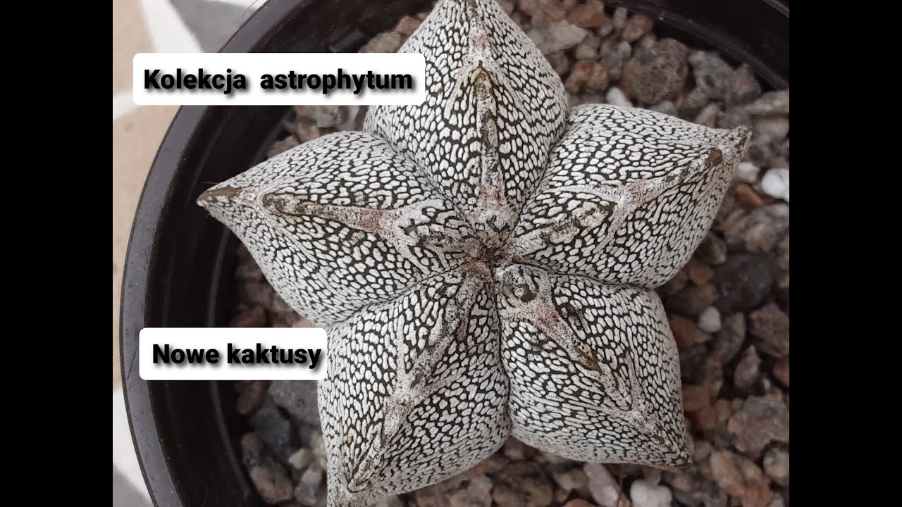 Astrophytum-informacje | Pokaz mojej kolekcji kaktusów -astrophytum | Nowe astropfytum do kolekcji