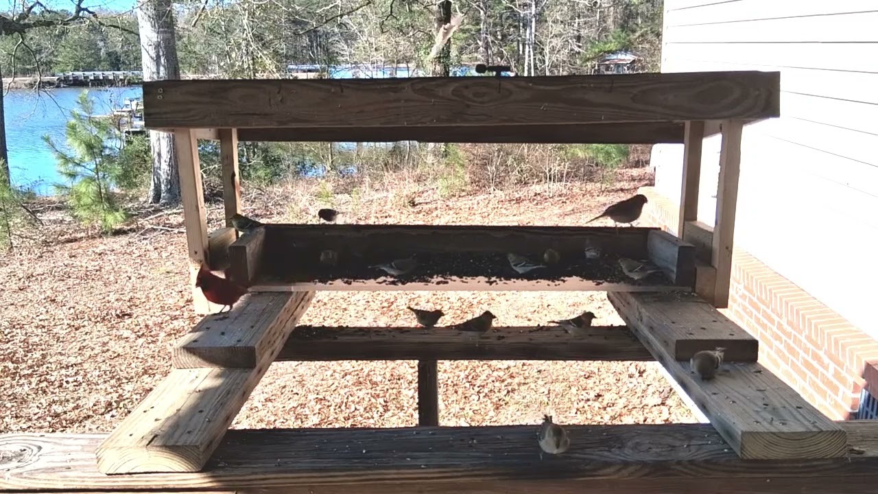 Early Feb 2026 Bird feeder box footage