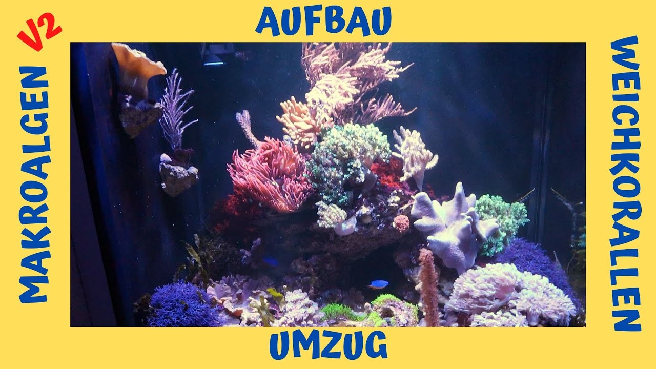Algen und Weichkorallen Meerwasseraquarium V2 - der Aufbau und Umzug