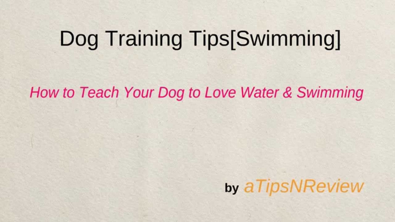 Dog Training[Swimming] - How To Teach Your Dog To Love Water & Swimming