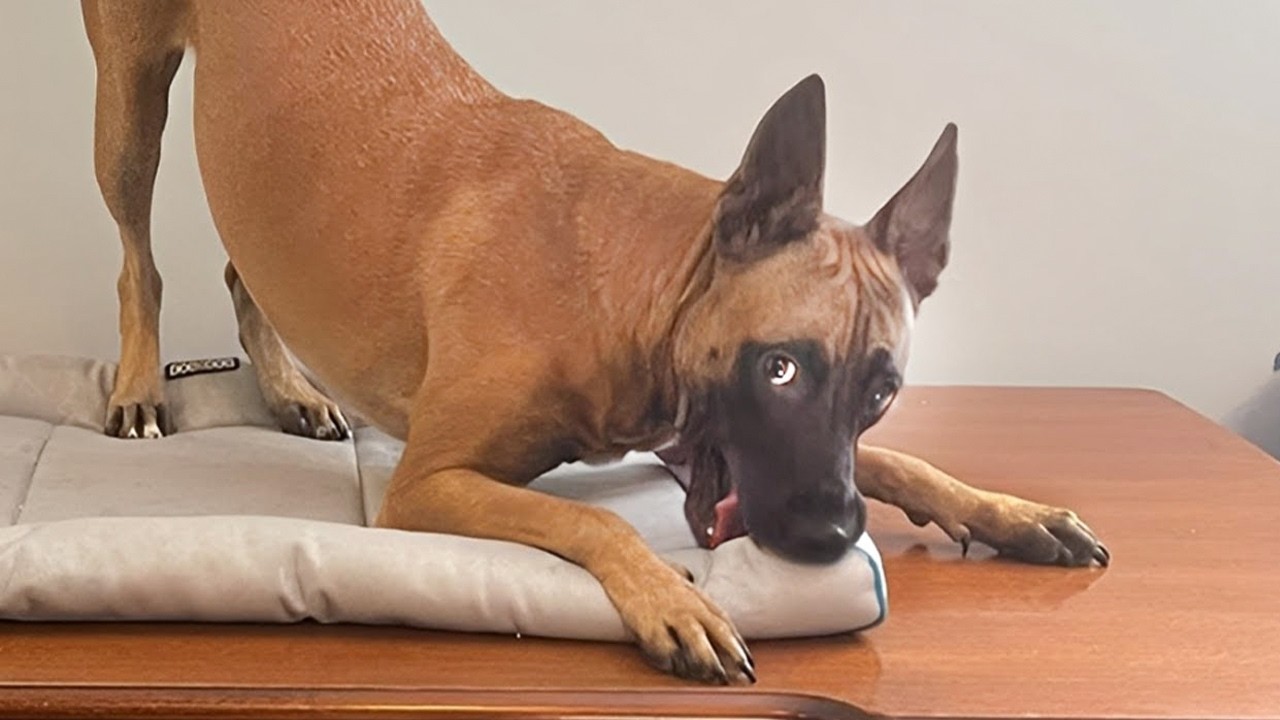 Perros Siendo un Caos Absoluto 🤣 ¡Intenta No Reírte!