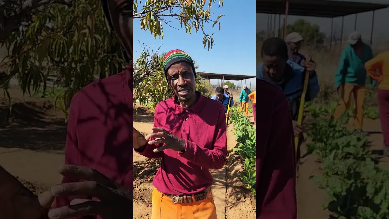 African dream: Vukuzenzele Food Garden Initiative (2)