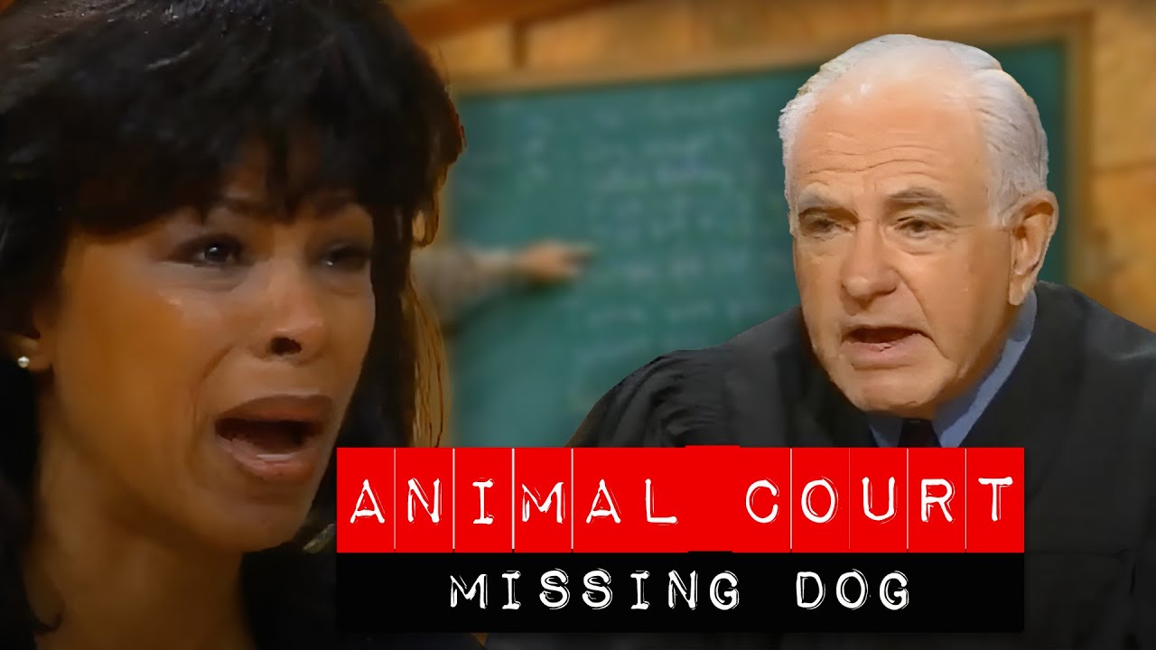 Animal Court: Missing Dog