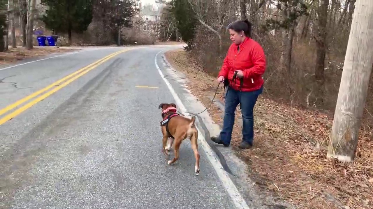 Circle Method Leash Walking