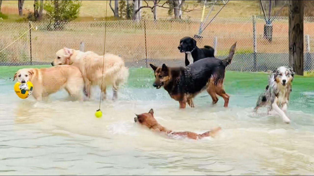 Another Paw-some🐾Tuesday at Happy Tails!🐕🎾🎣