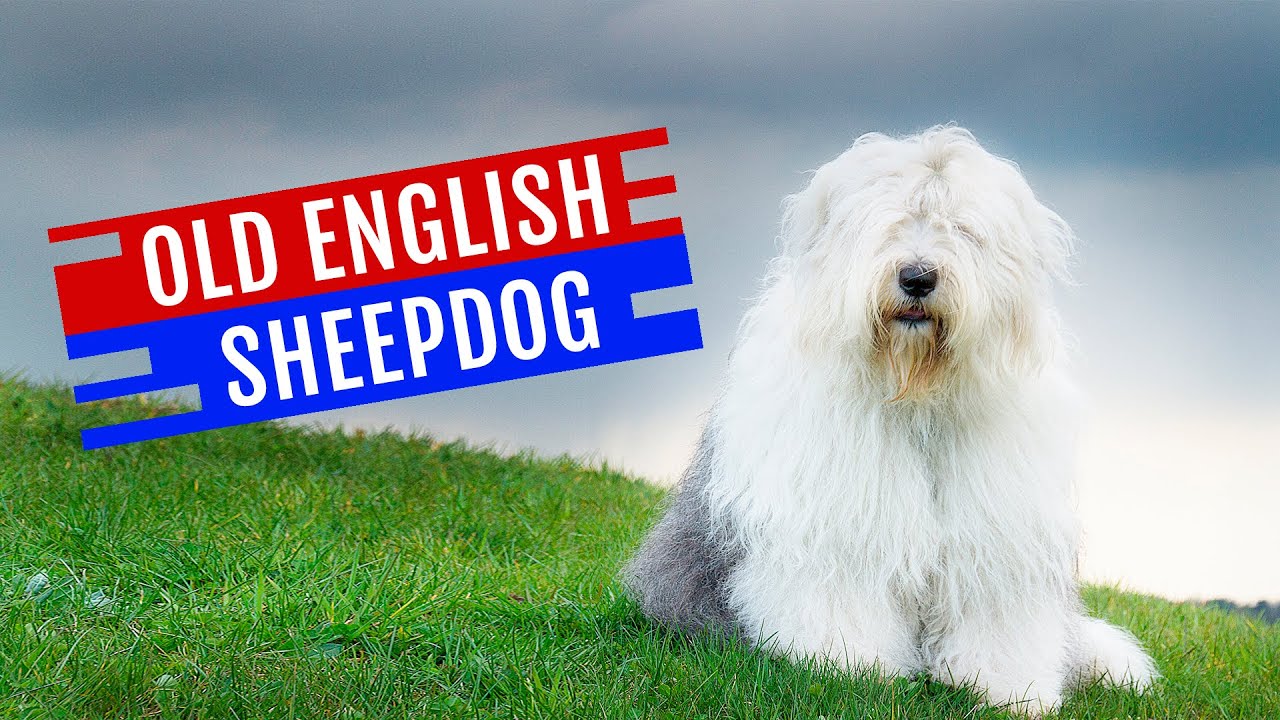 Cino Ra&ccedil;a: OLD ENGLISH SHEEPDOG