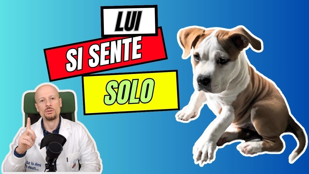 Come abituare il cane a casa da solo