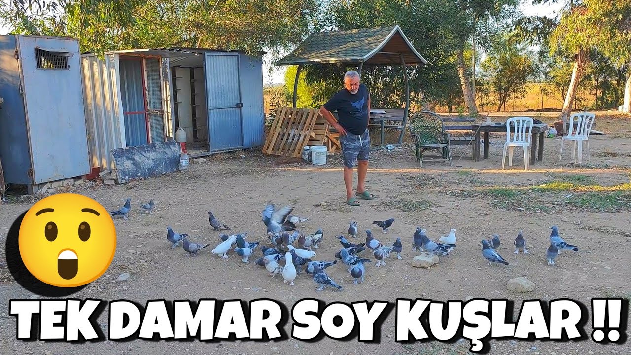 BU KÜMESLERDE ÇOK ÜST DÜZEY KUŞLAR VAR‼️#oyunkuşu #taklacıgüvercin #güvercin #mardinoyunkuşu #pigeon