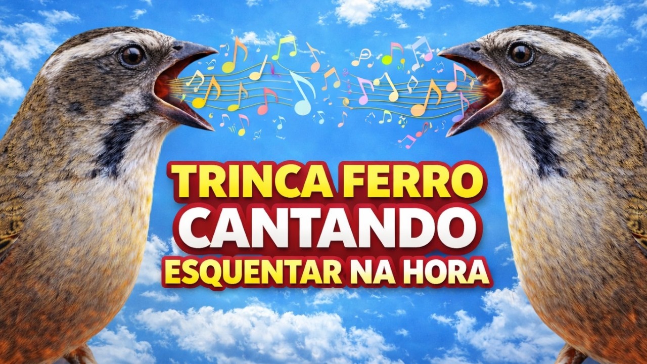 CANTO PARA ESQUENTAR TRINCA FERRO ESTIMULANTE NATURAL