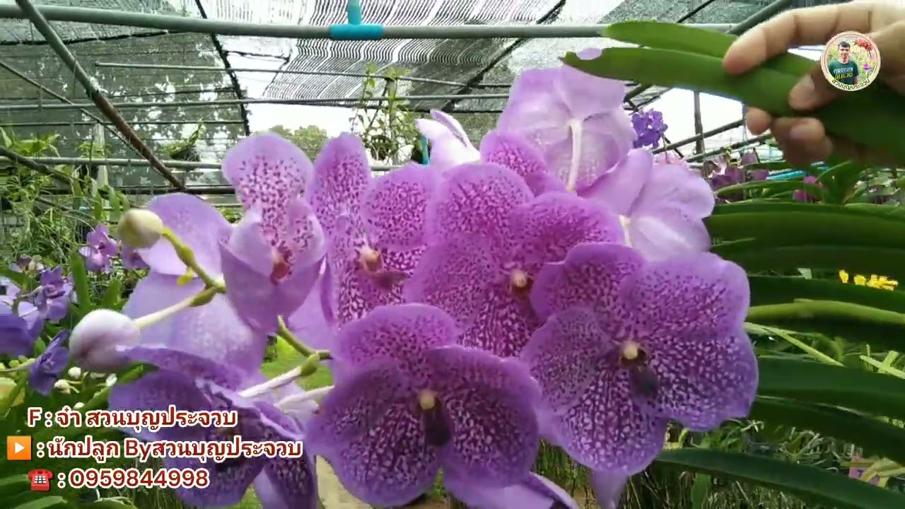 มาทำความรู้จักกล้วยไม้แวนด้า กล้วยไม้ดอกสวยๆ ดอกออกตลอดทั้งปี