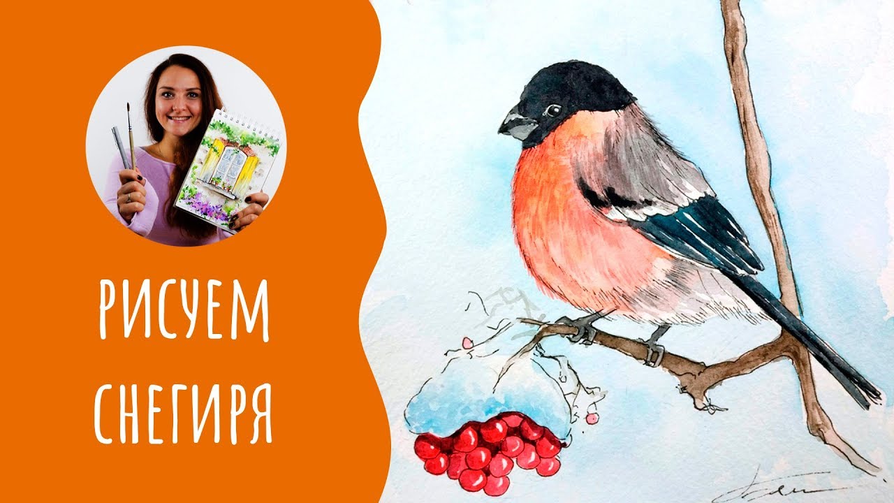 Как нарисовать снегиря. Урок рисования. Акварельный скетчинг.