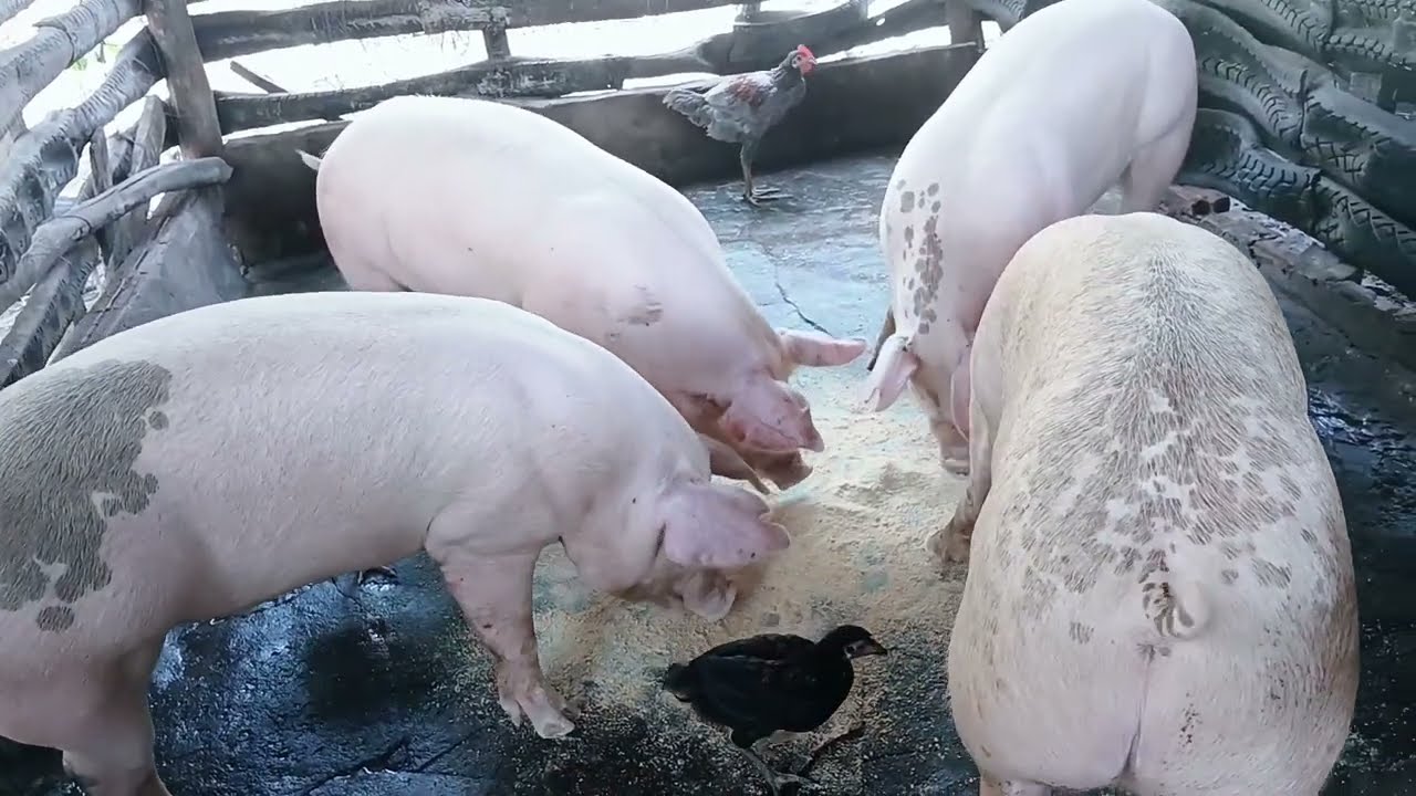 Porcos no ganho de peso veja como Eles estão 