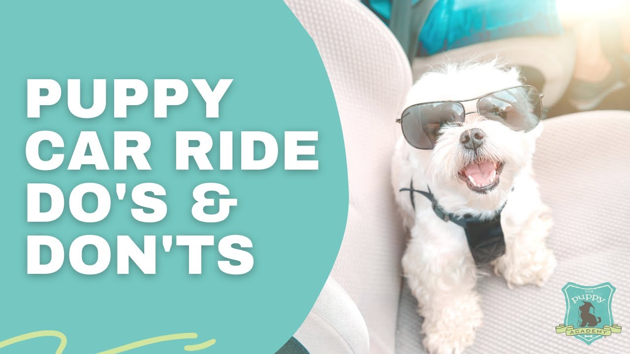 Puppy Car Ride Dos and Dont's!