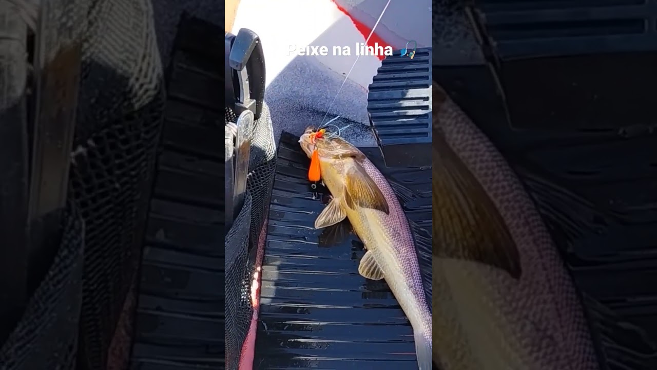 #pesca#papa terra #pescaria#caiaque 🎣