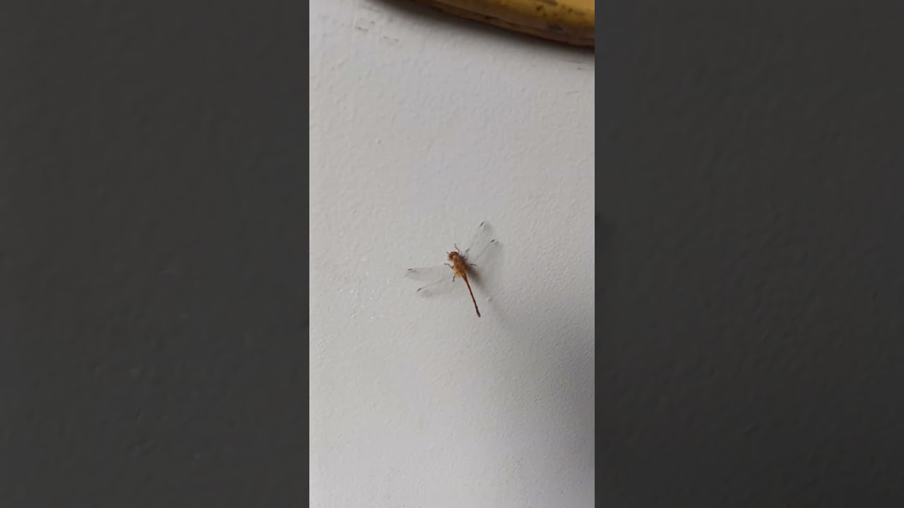 dragonfly Beauty