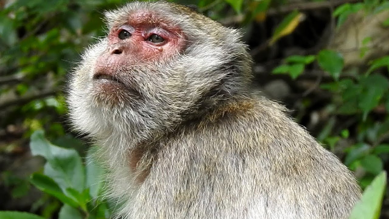 So Cute, Abigail Skinny Hair, She Different From Others Maque Monkeys