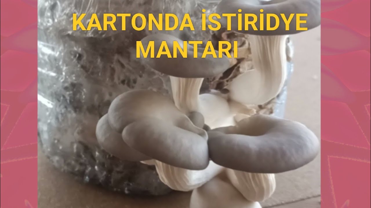 Kartonda İstiridye Mantarı 🍄
