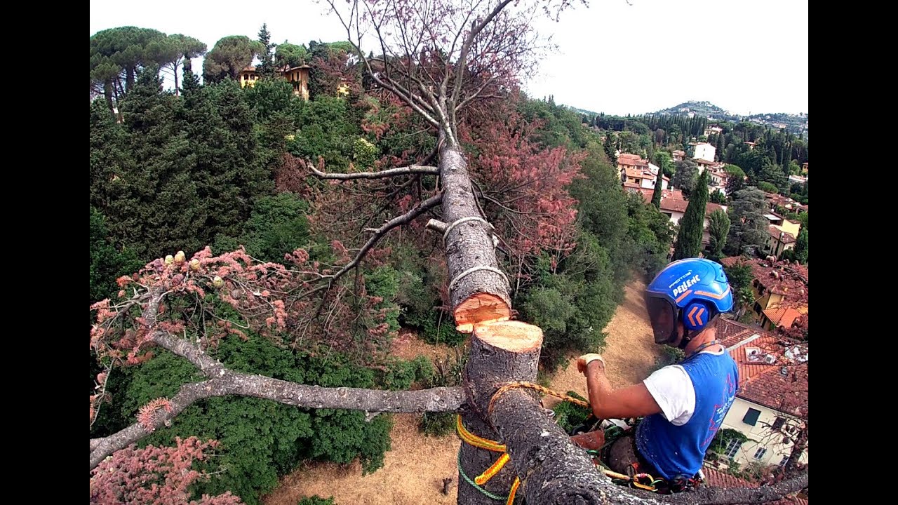 Abbattimento controllato treeclimbing cedro