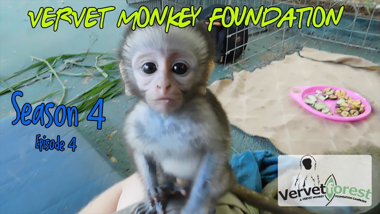We get to meet baby monkey Punim and new arrival Dirkules. Floki protects them all.