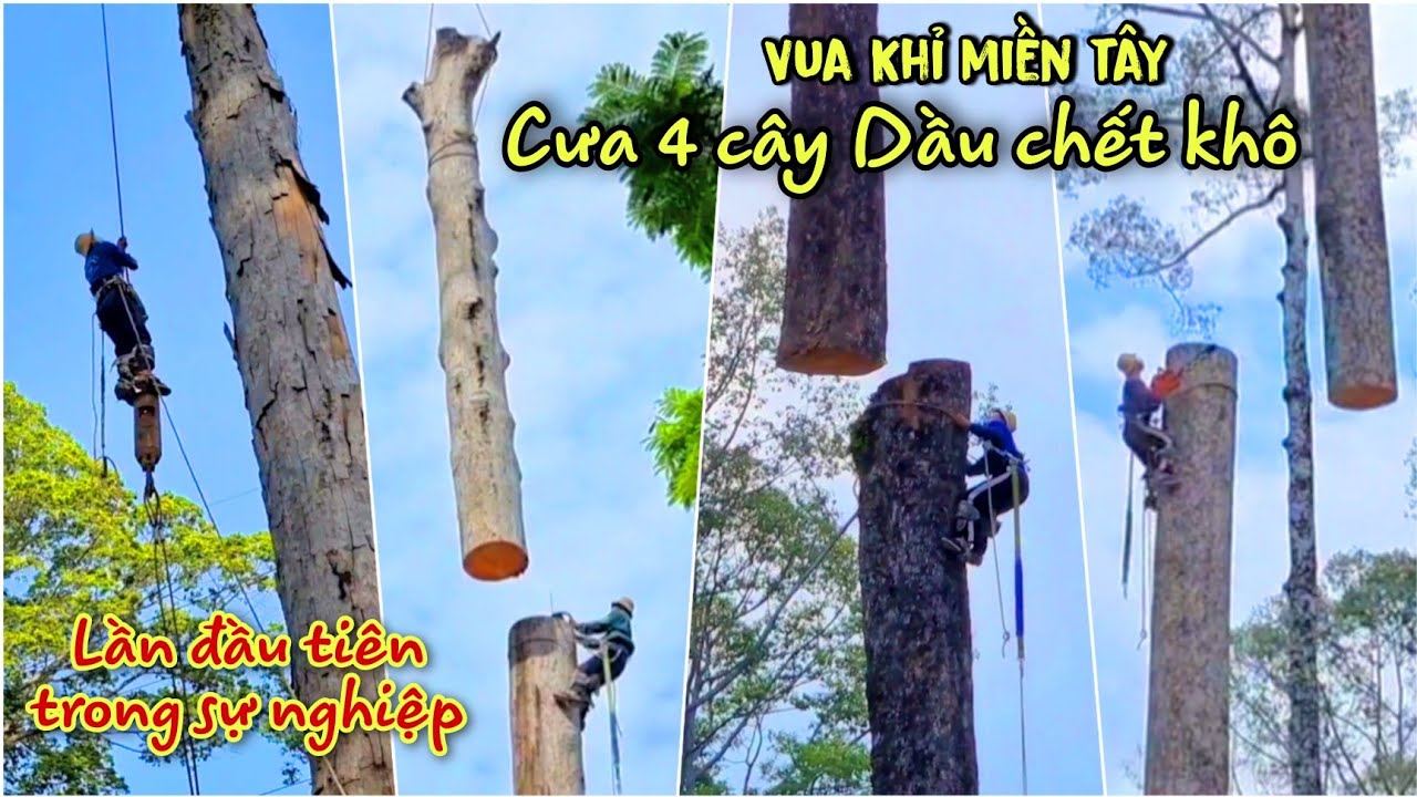 Lần đầu tiên trong sự nghiệp Vua Khỉ cưa cùng lúc 4 cây Dầu chết khô tại Công Viên ở Sài Gòn