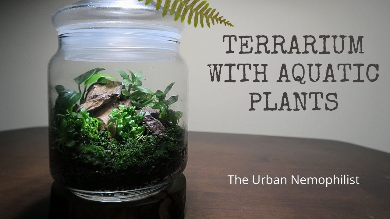 Small terrarium with aquatic plants
