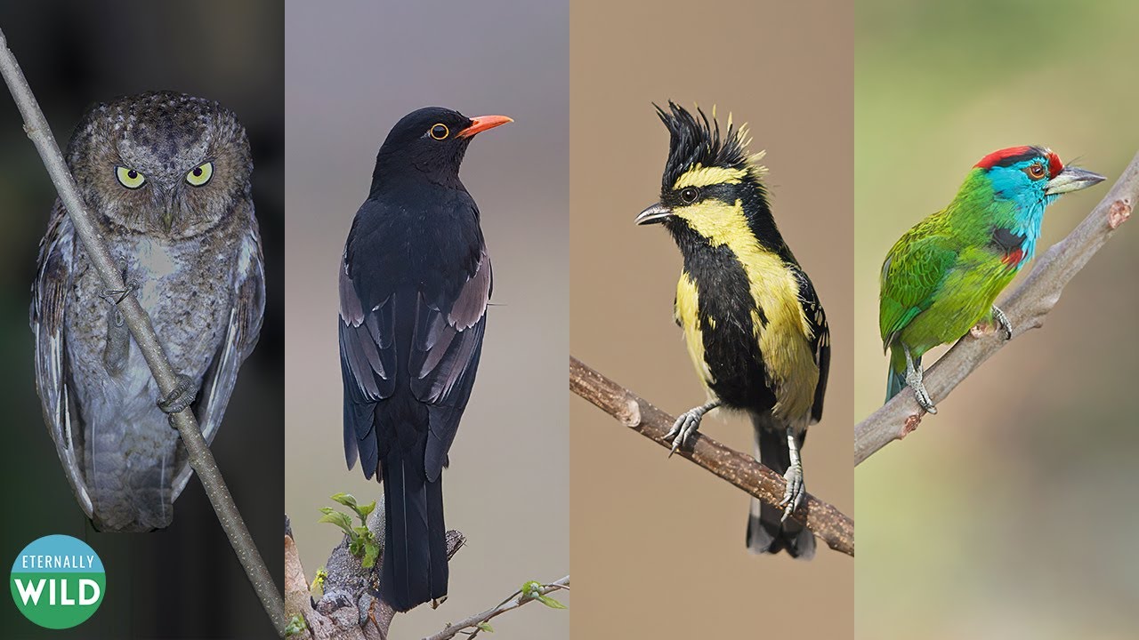Dawn Chorus at Bhimtal: Rare Himalayan Song Birds Documentary