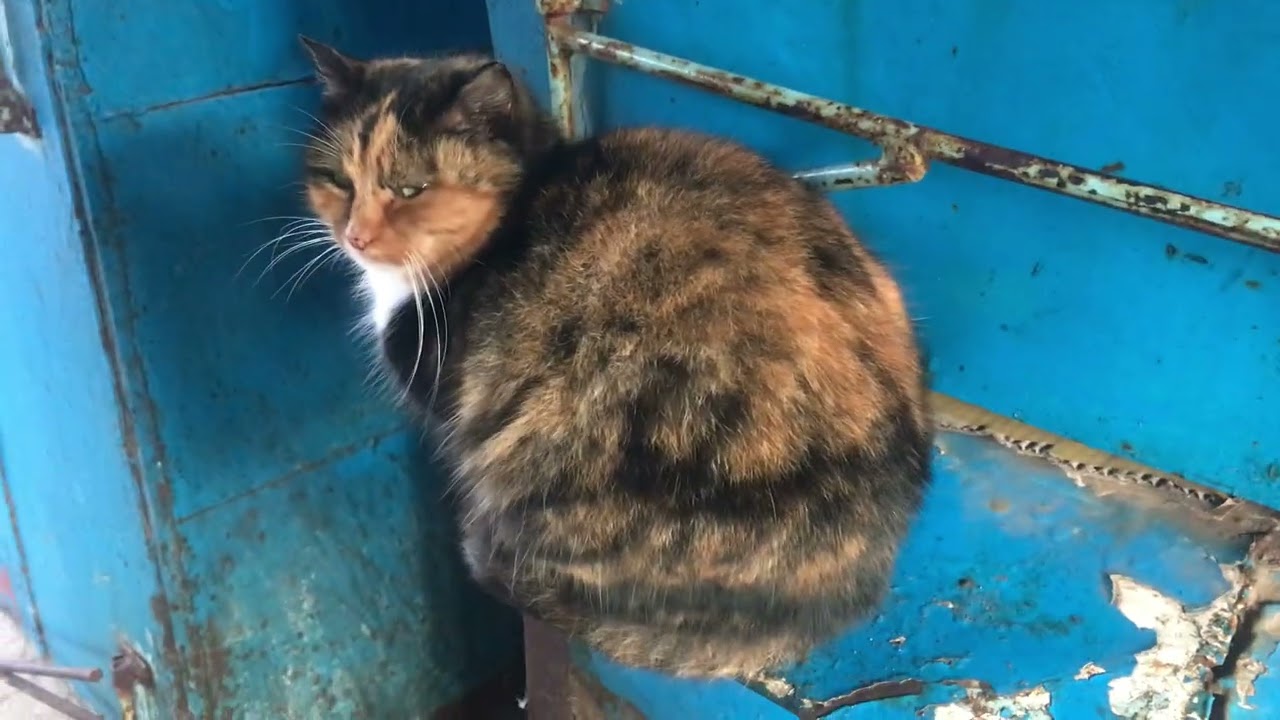 Кошки Пич и Лариса пришли поесть и навестить мужчину.