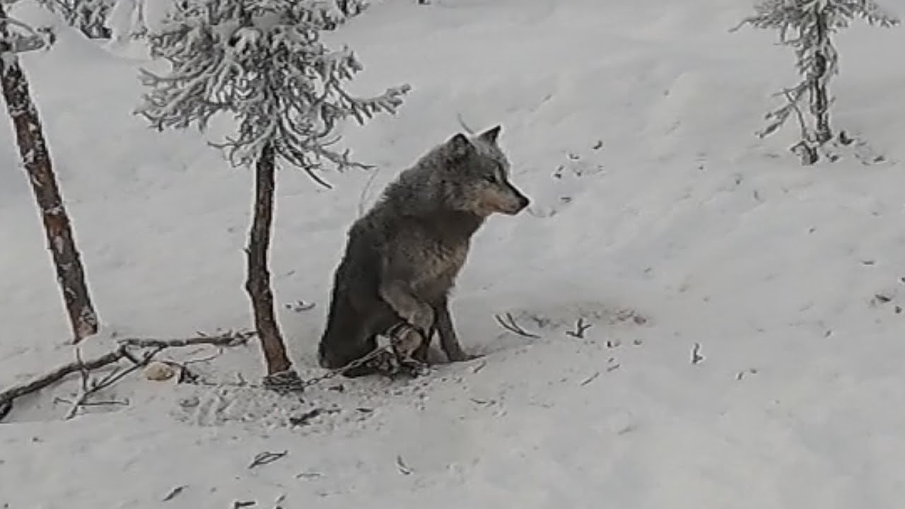(woops duke 850 pro).  wolf marten trapping open creek