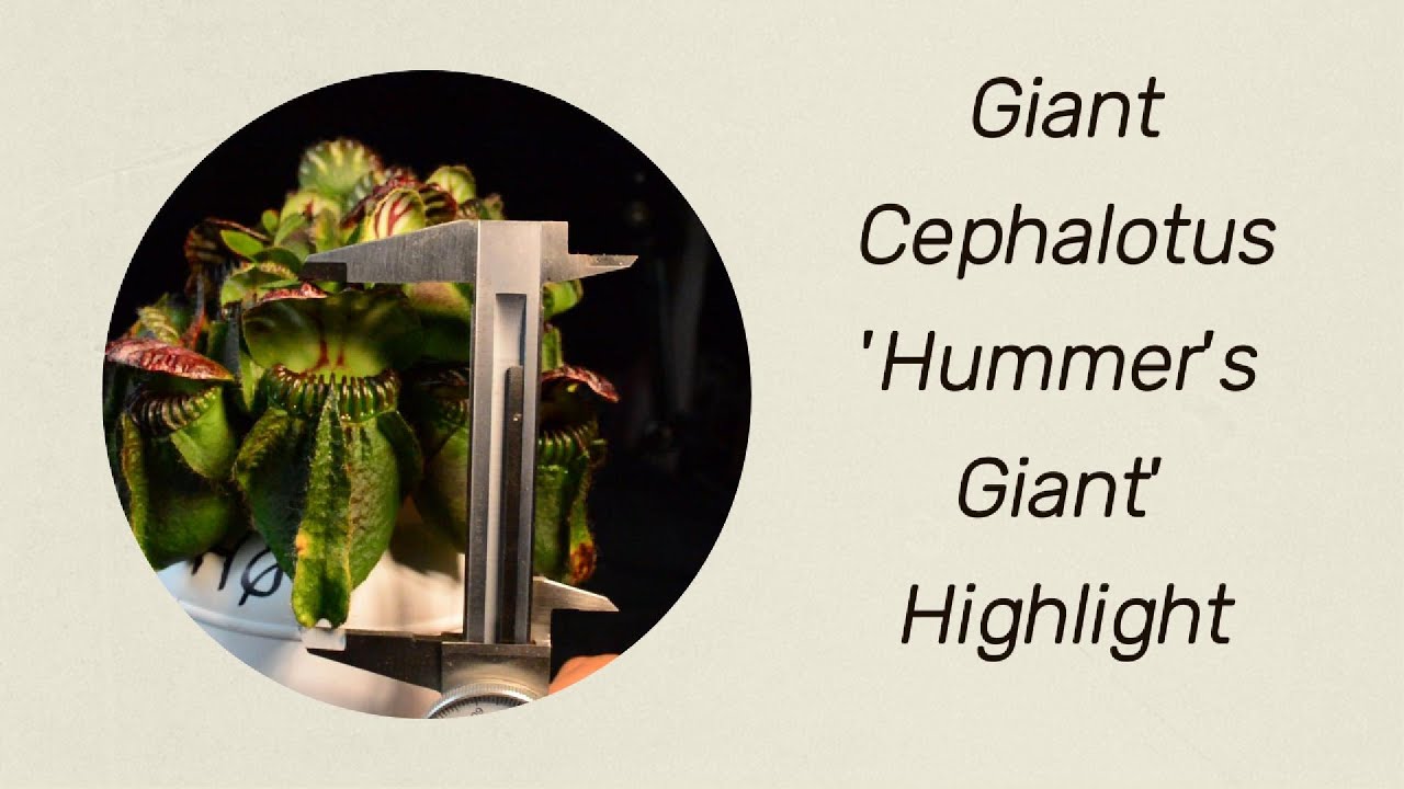 Hummer's Giant Highlight
