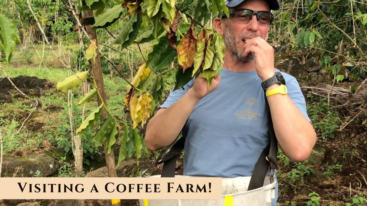 Visiting the Kunitake Coffee Farm in Kona, Hawaii