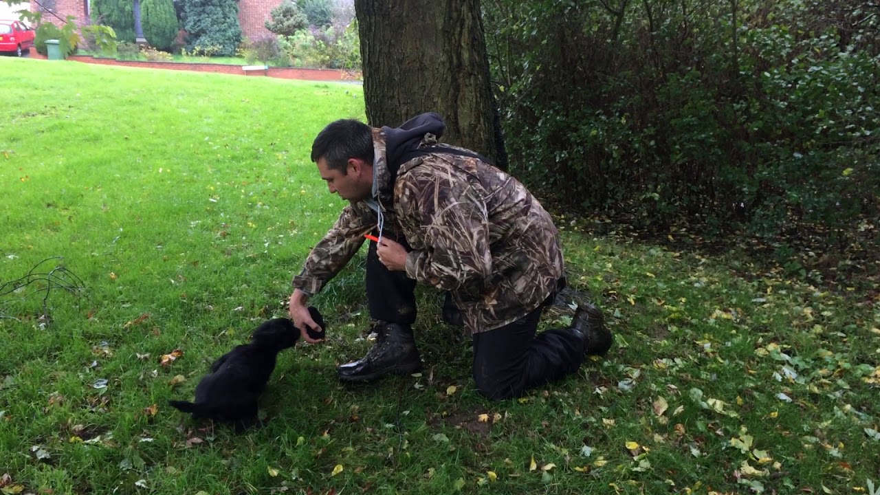 Working Cocker Spaniel Winbeck Wigeon aged 15 weeks Developing a keen retrieve