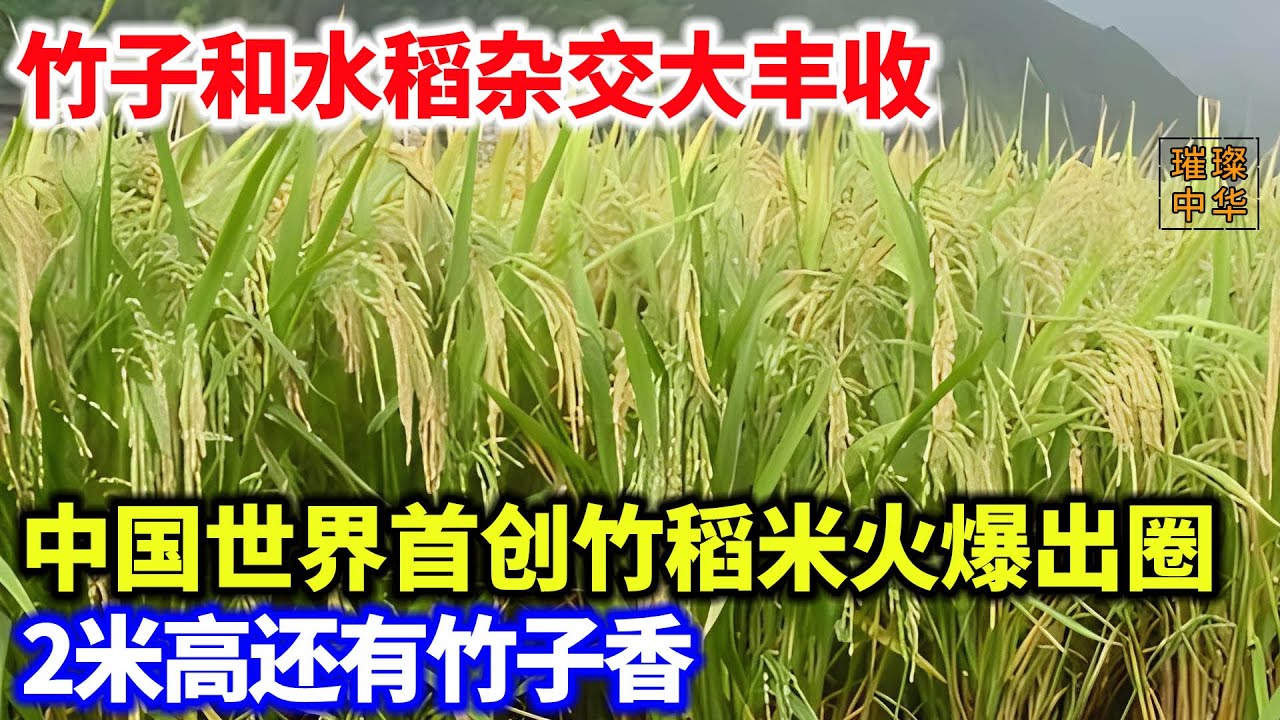 竹子和水稻杂交大丰收，中国世界首创竹稻米火爆出圈，2米高还有竹子香#杂交水稻 #水稻种植  #农业