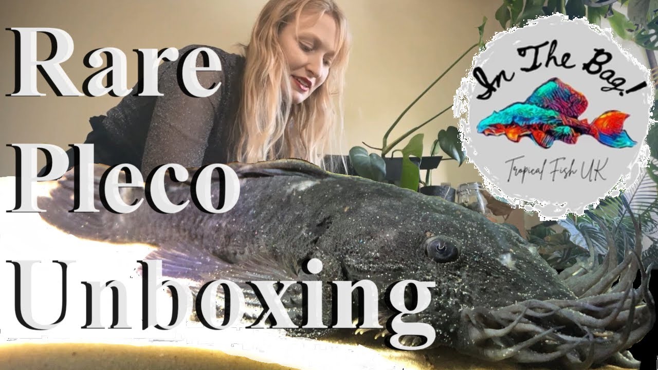 Unboxing rare pleco's, Loricariids for my Aquariums