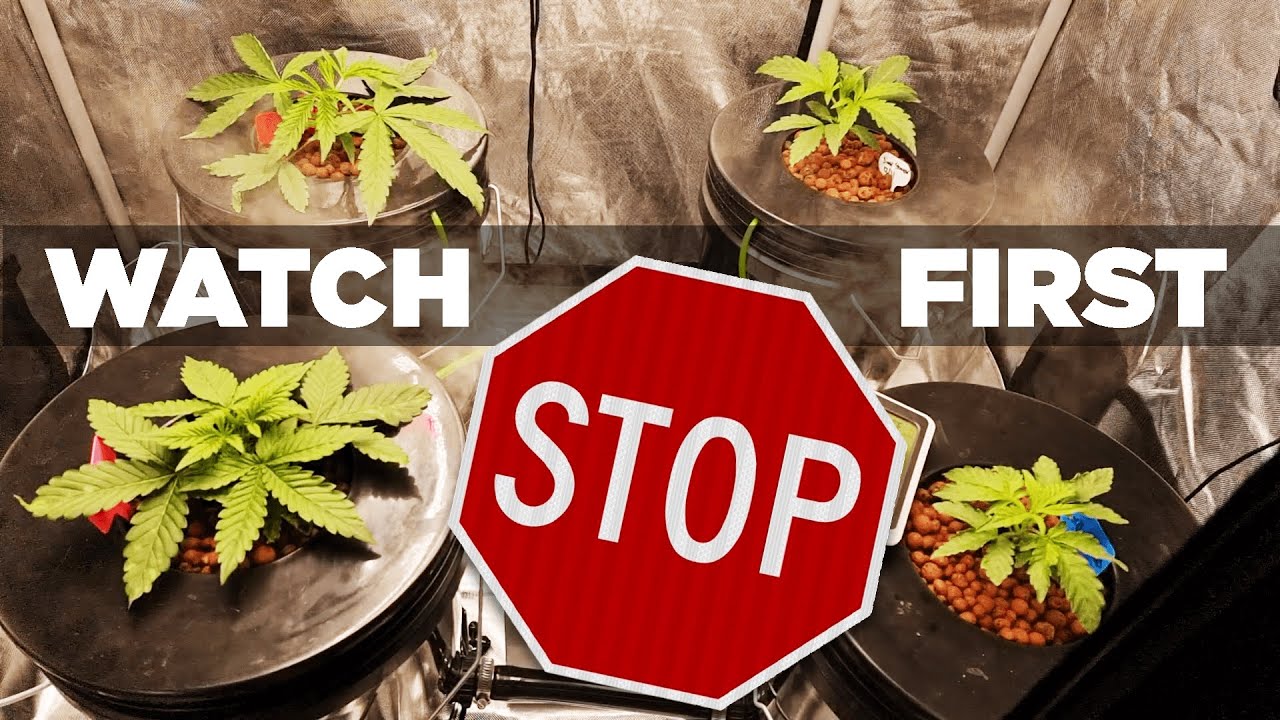 HUGE MISTAKE trying Hydroponic RDWC. Money Pit &ndash; TOP 10 Reasons NOT to Hydro