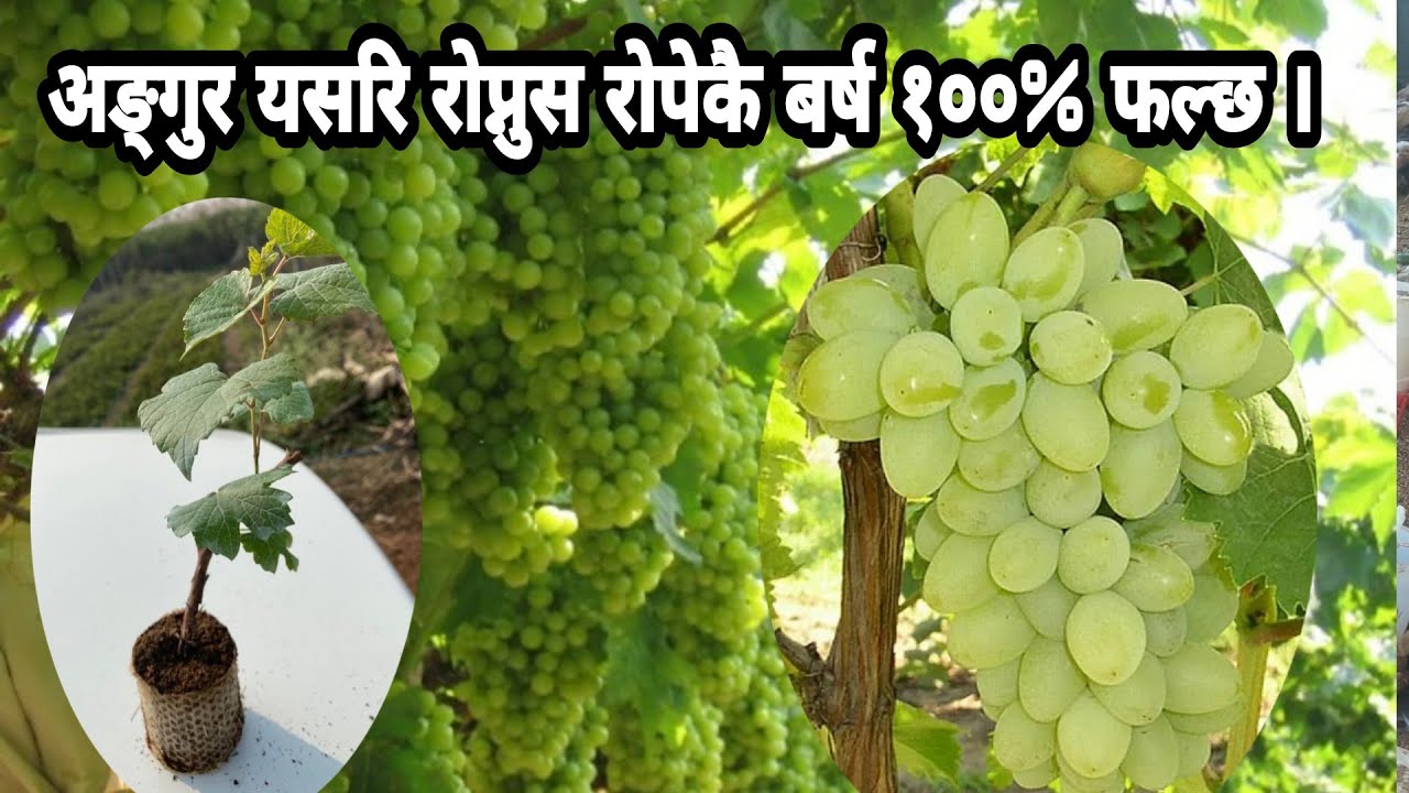 अङ्गुर कसरि रोप्ने, रोपेकै बर्षमा कसरि फलाउने? सम्पूर्ण जानकारी जान्नुहोस