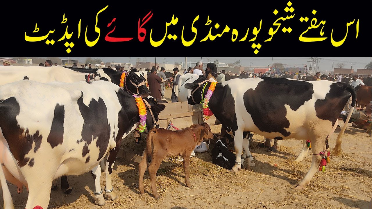 Cow ki fresh Demand in Sheikhupura and Sheikhupura Mandi | آج شیخوپورہ منڈی میں گائے کی اپڈیٹ