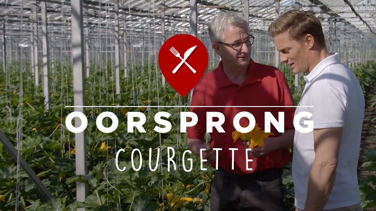 Courgette telen - Hortus Avus B.V.