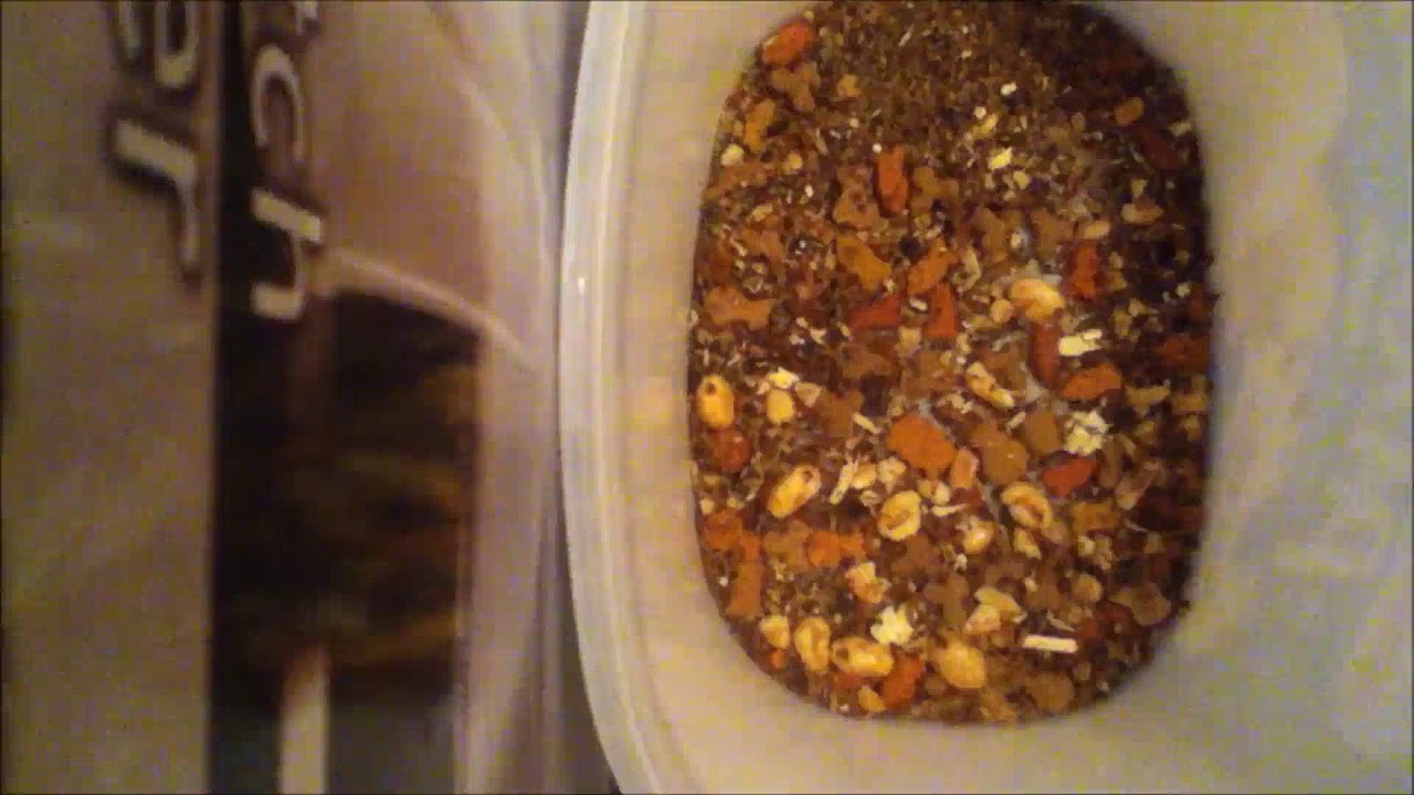 Dermestids Attagenus Unicolor #831 1