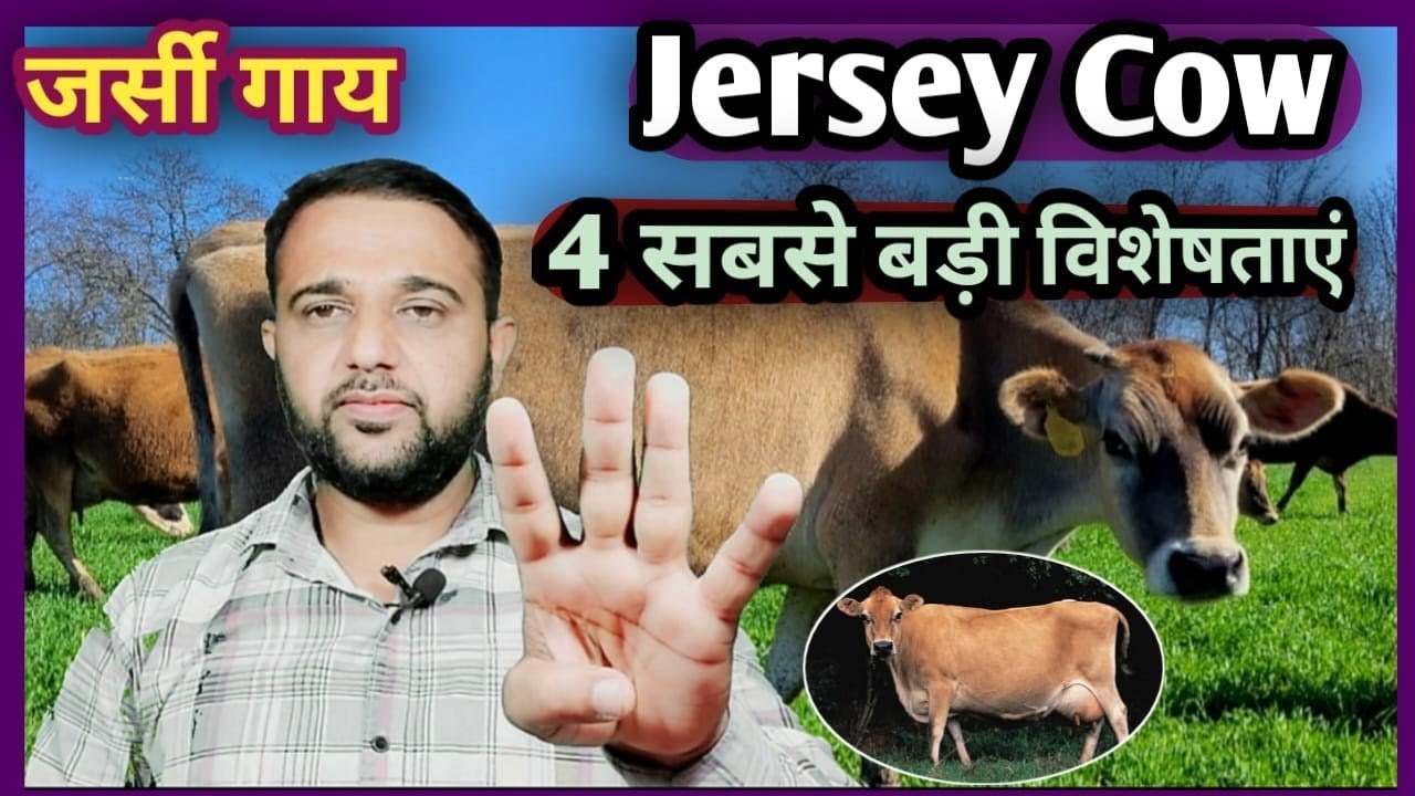 Jersey Cow:- जर्सी गाय की 4 सबसे बड़ी विशेषताएं Jersy gay ki Speciality