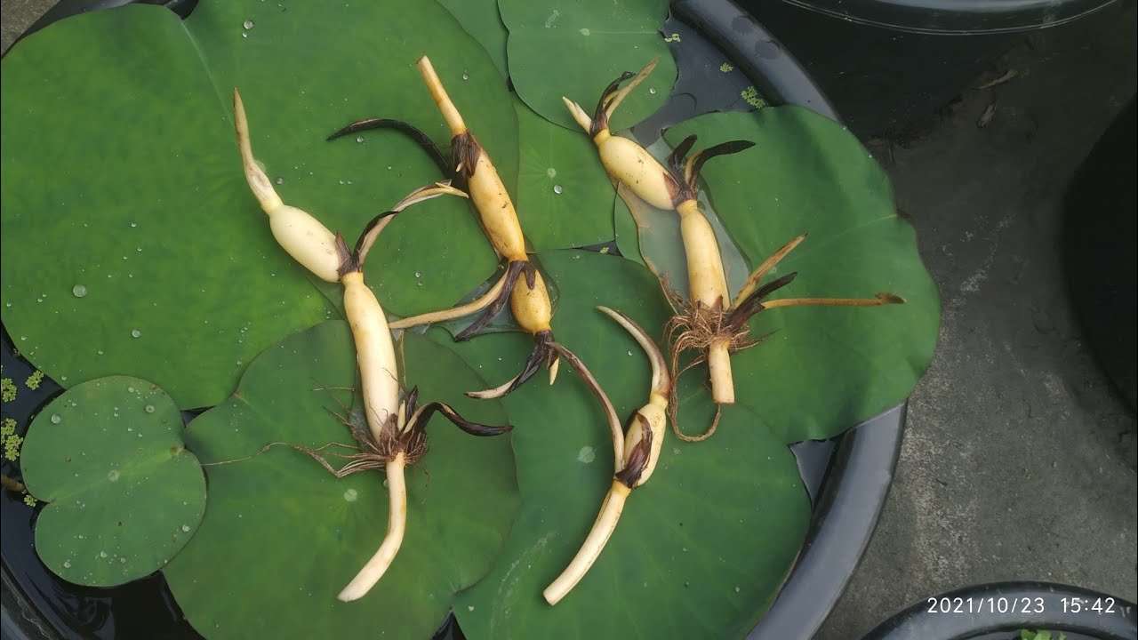পদ্ম গাছ থেকে টিউবার ও রানার (শিকড়)  সংগ্রহ করার পদ্ধতি। ( বাংলা )।Tuber & Runne Separation Method.