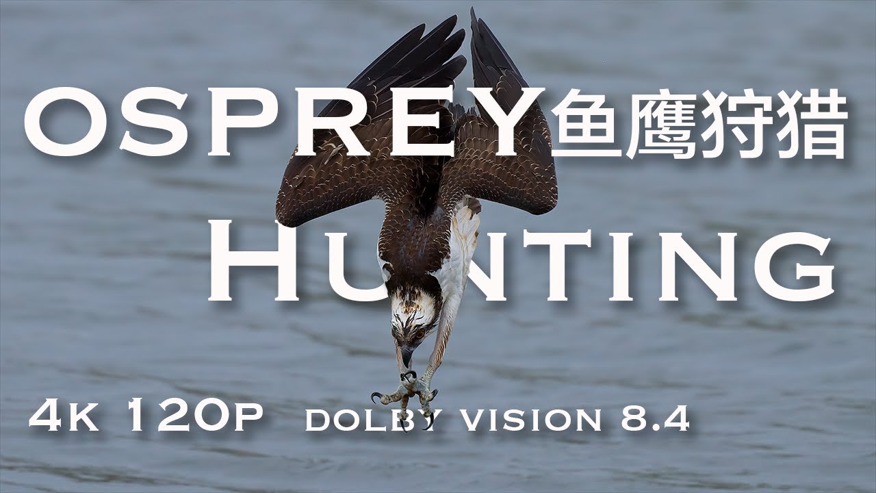 Osprey Hunting｜Sony A1 4K 120P | SEL200600G | 鱼鹰狩猎