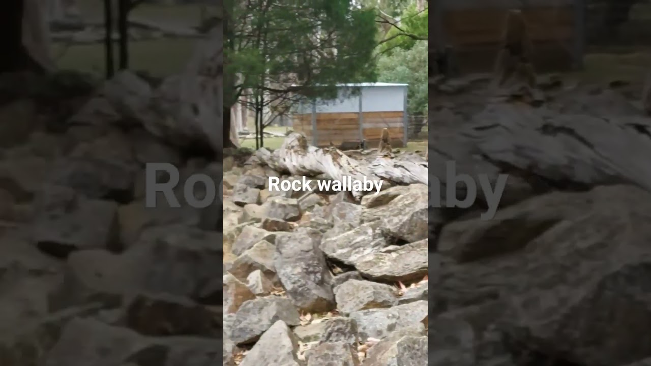 Rock Wallaby: Nature/ Animal Series #music #song #rock #love