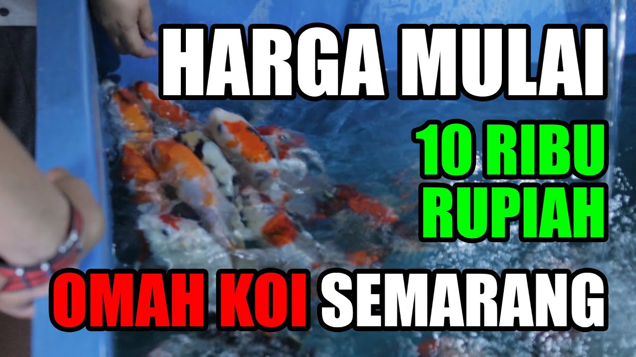 HARGA MULAI 10 RIBU RUPIAH !!! HANYA DI OMAH KOI SEMARANG | PART 1