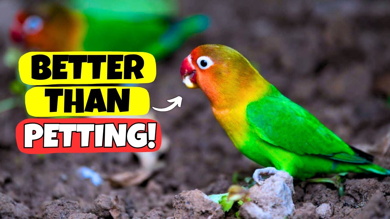 10 Irresistible Things Birds Love More Than Petting