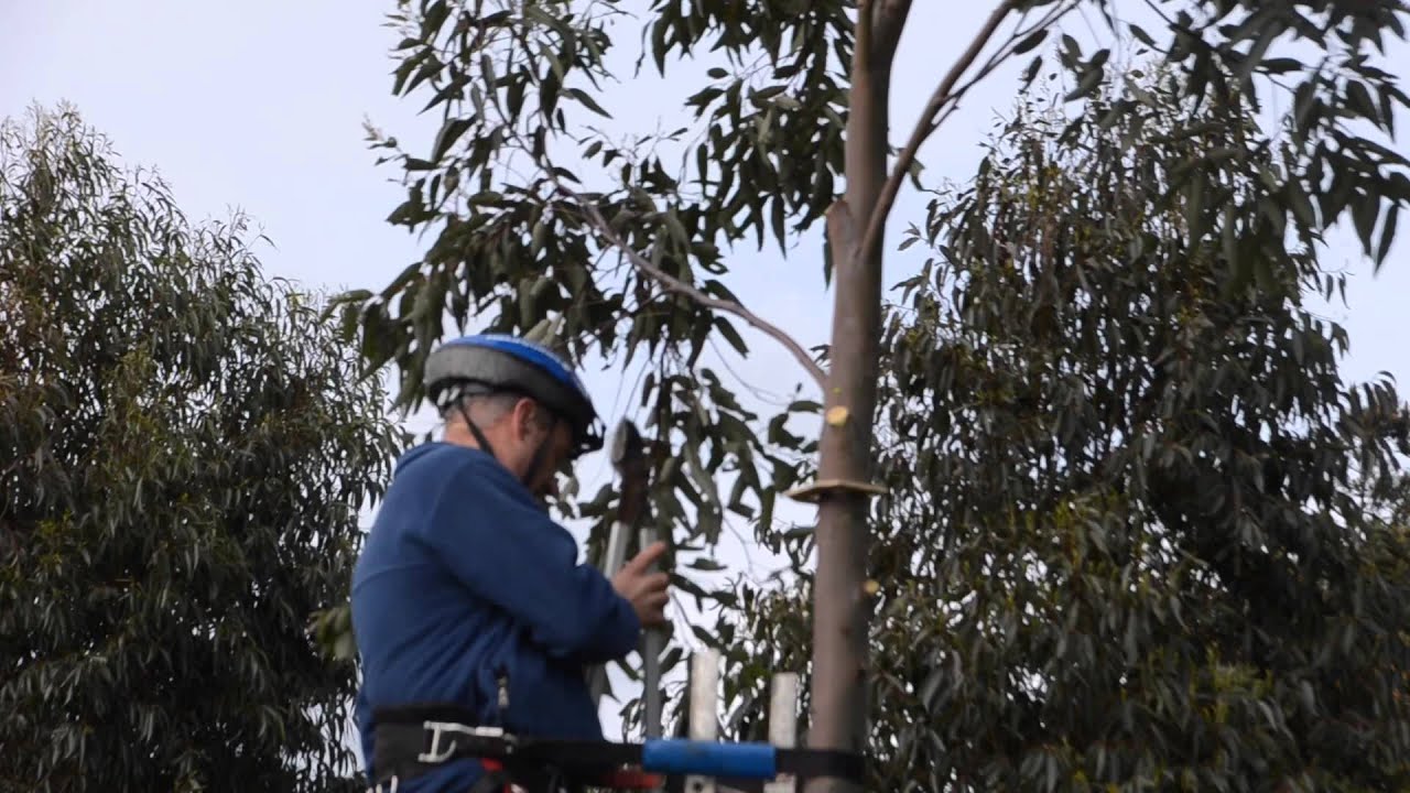 Pruning Eucalypts for Clearwood