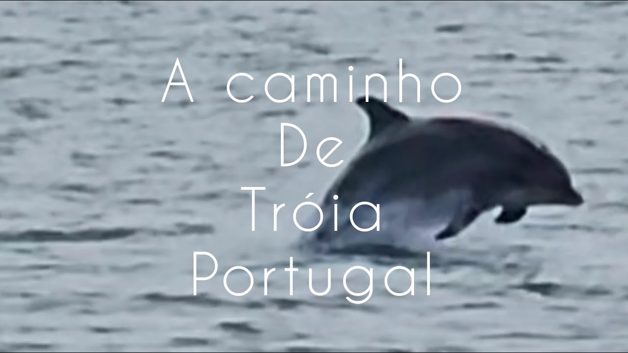 Golfinhos na Foz do Rio Sado, Tróia, Setúbal.