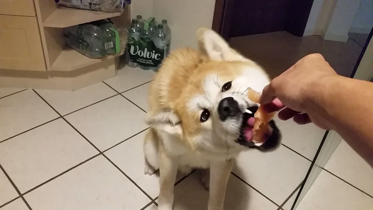 AKITA INU - Eating Raw Meat | 秋田犬